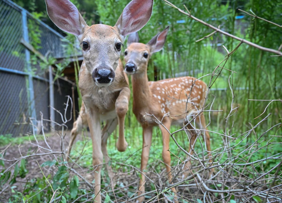 780 Volunteers Nurse Injured Wildlife Back to Health in NY