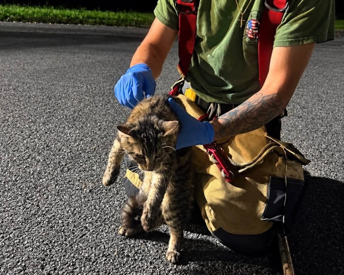 Small kitten rescued by Shelton firefighters after being trapped in storm drain