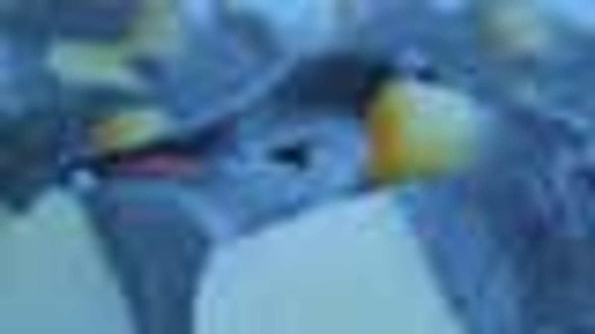 Police Officer Rescues Dog From Australian Flood - Image 5