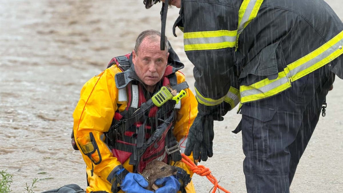 Indiana Firefighter Saves Fawn From Flash Flood Waters - Image 5