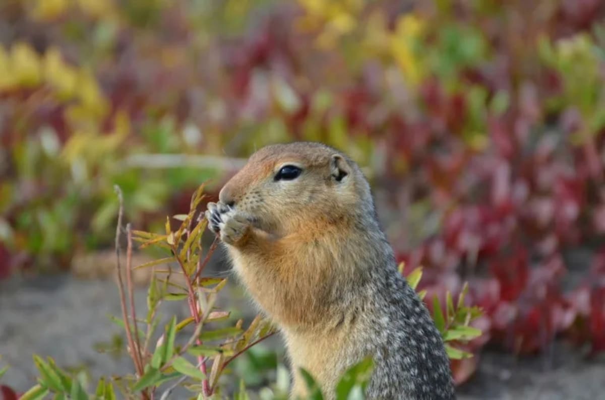 Arctic ground squirrel sitting alert in natural tundra habitat in Canada's Yukon