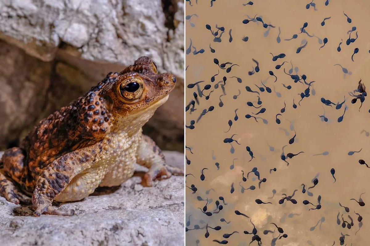 Detroit Zoo Sends 7,000 Tadpoles to Save Rare Puerto Rico Toad
