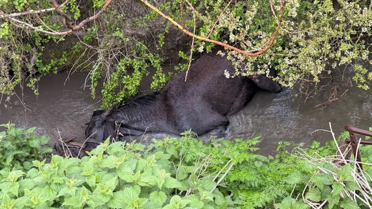 Paraglider Rescued From Tree by Italian Firefighters - Image 5
