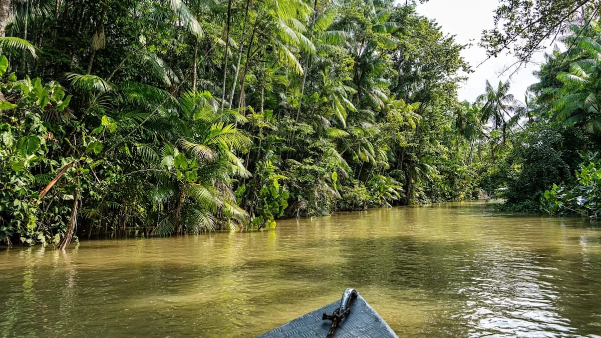 Mangrove Forests Growing Again After Decades of Losses
