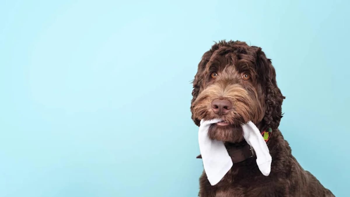 Ancient Dog Skulls Show Breed Diversity Started 50,000 Years Ago - Image 2