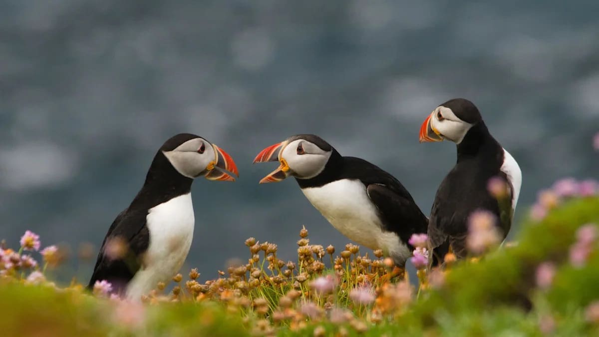 Colorful puffins with orange beaks standing on rocky cliffs of Lundy Island