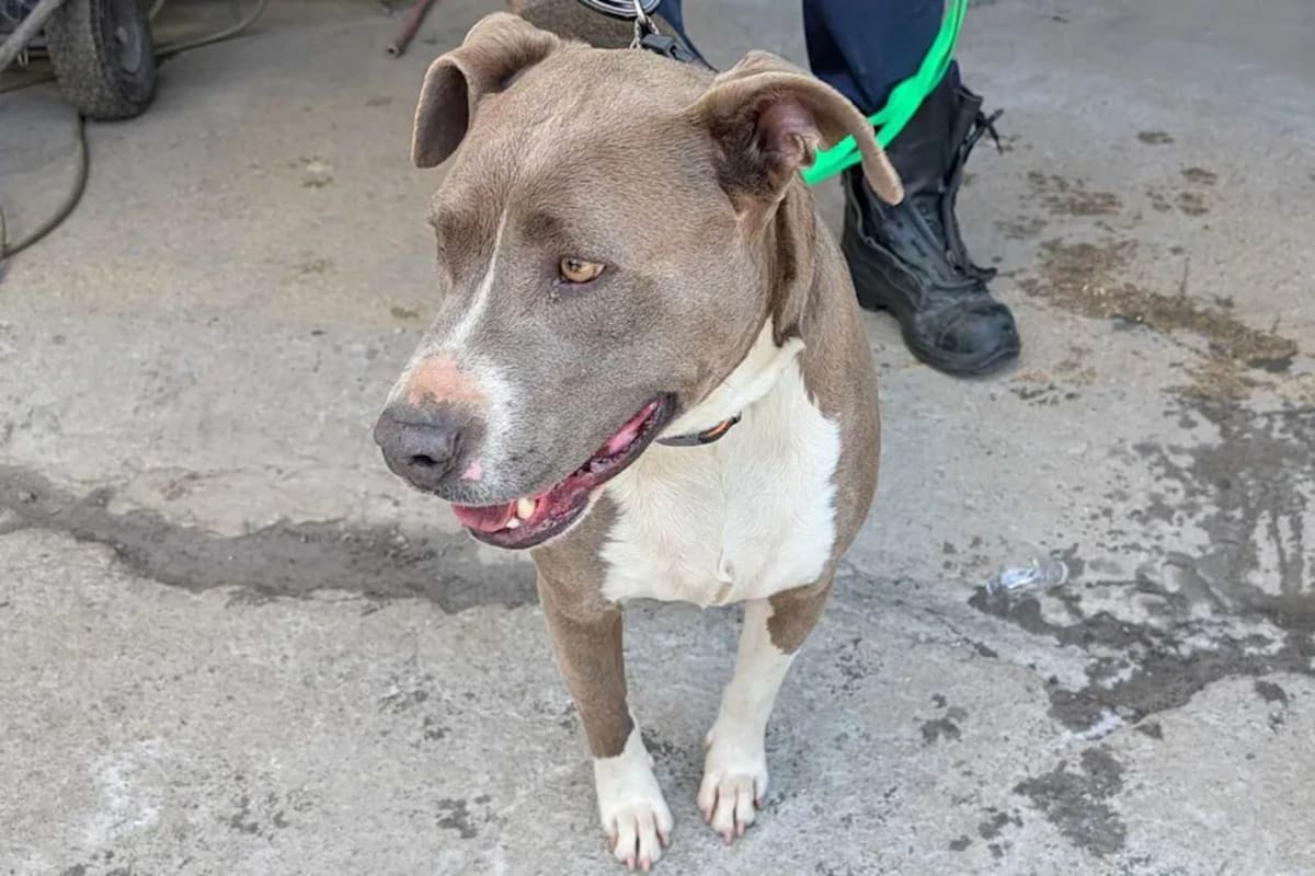 Nashville Firefighters Free Dog Trapped 2 Days Between Walls - Image 3