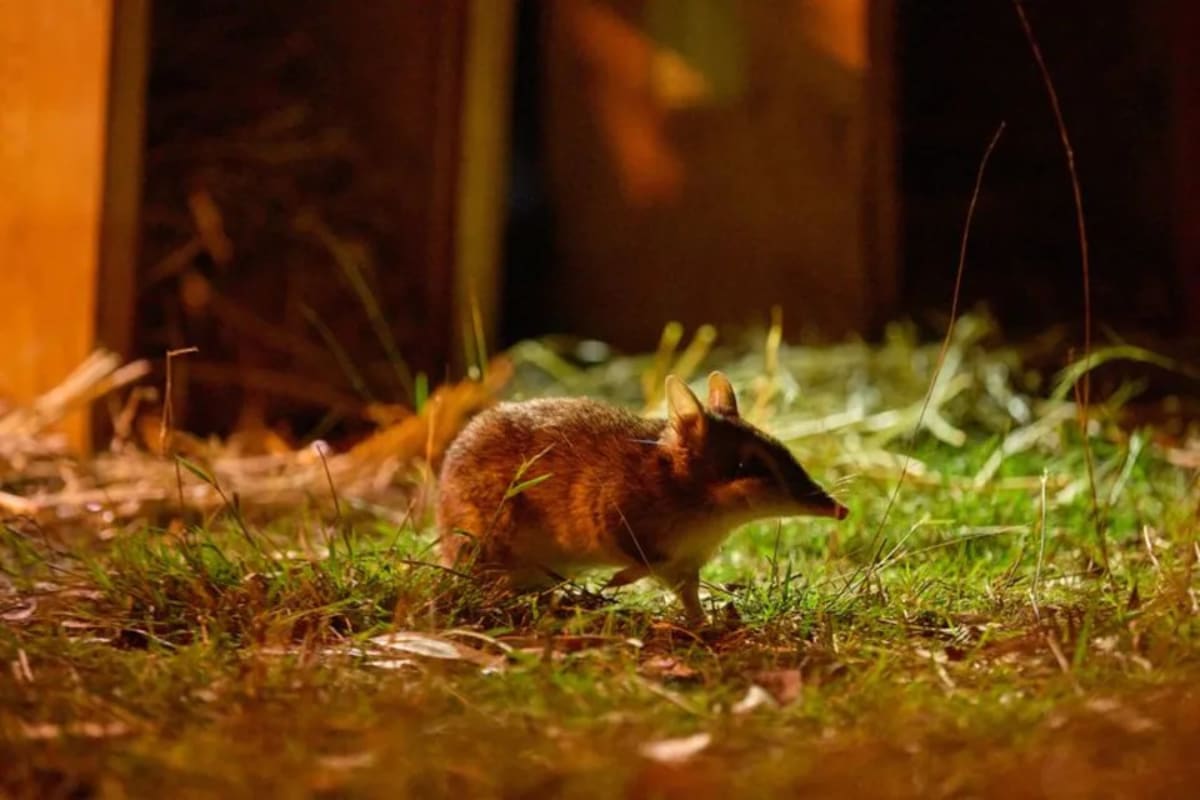 Extinct Bandicoot Returns to Wild After 30 Years - Image 5
