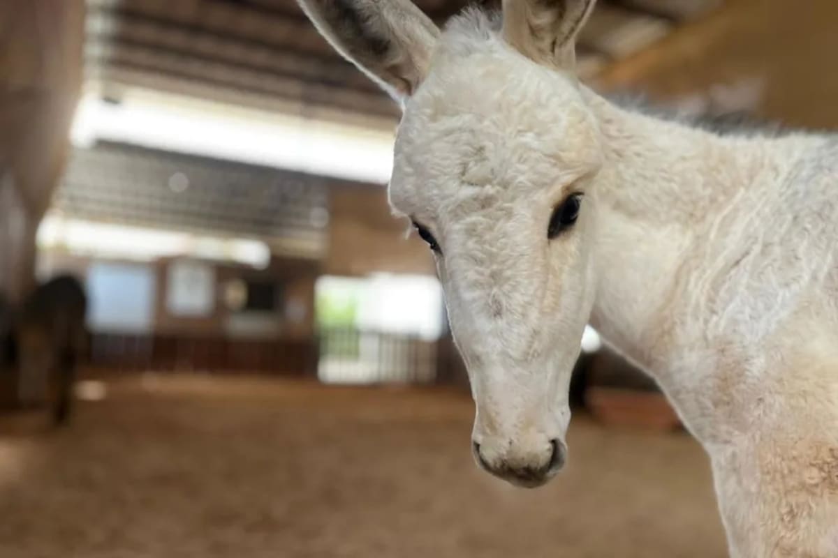 Baby Donkey Named After Ricky Gervais Thrives in Sanctuary - Image 2