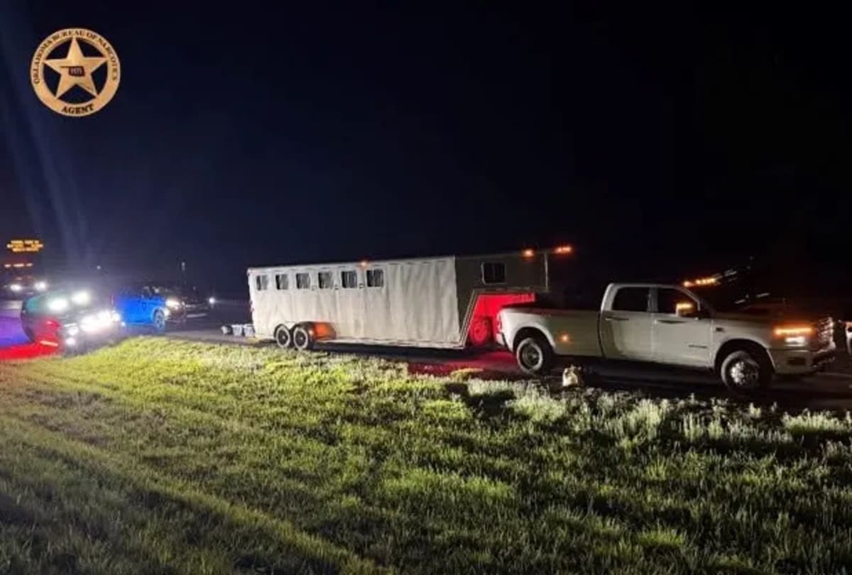Rescued horses standing peacefully in pasture after being saved from drug trafficking trailer