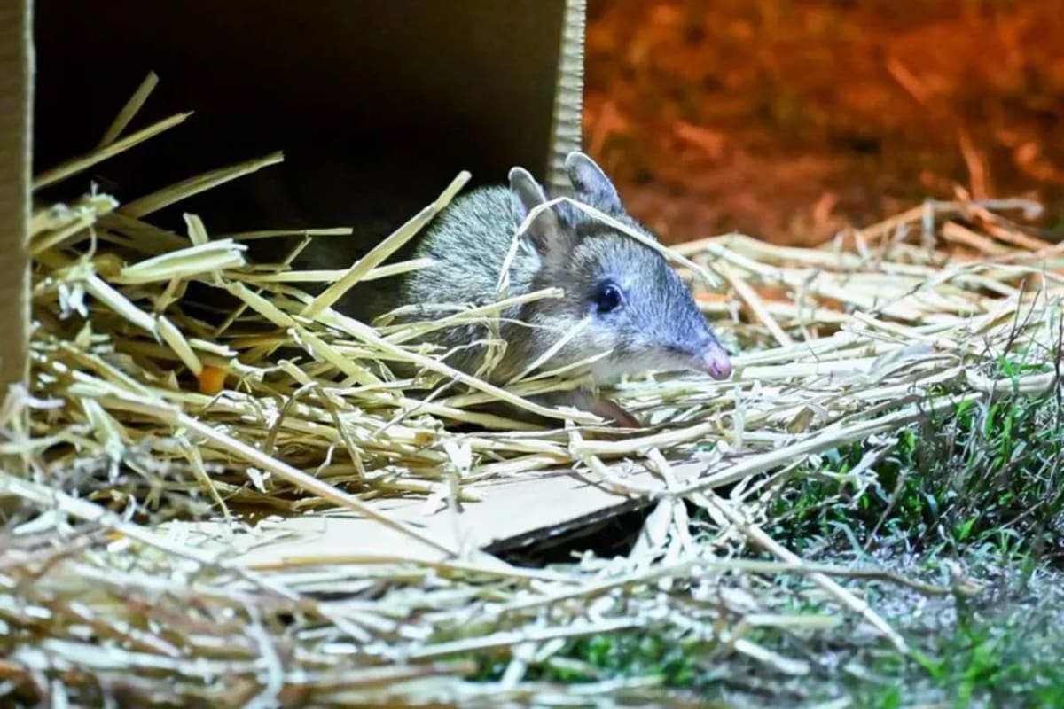 Extinct Bandicoot Returns to Wild After 30 Years - Image 3