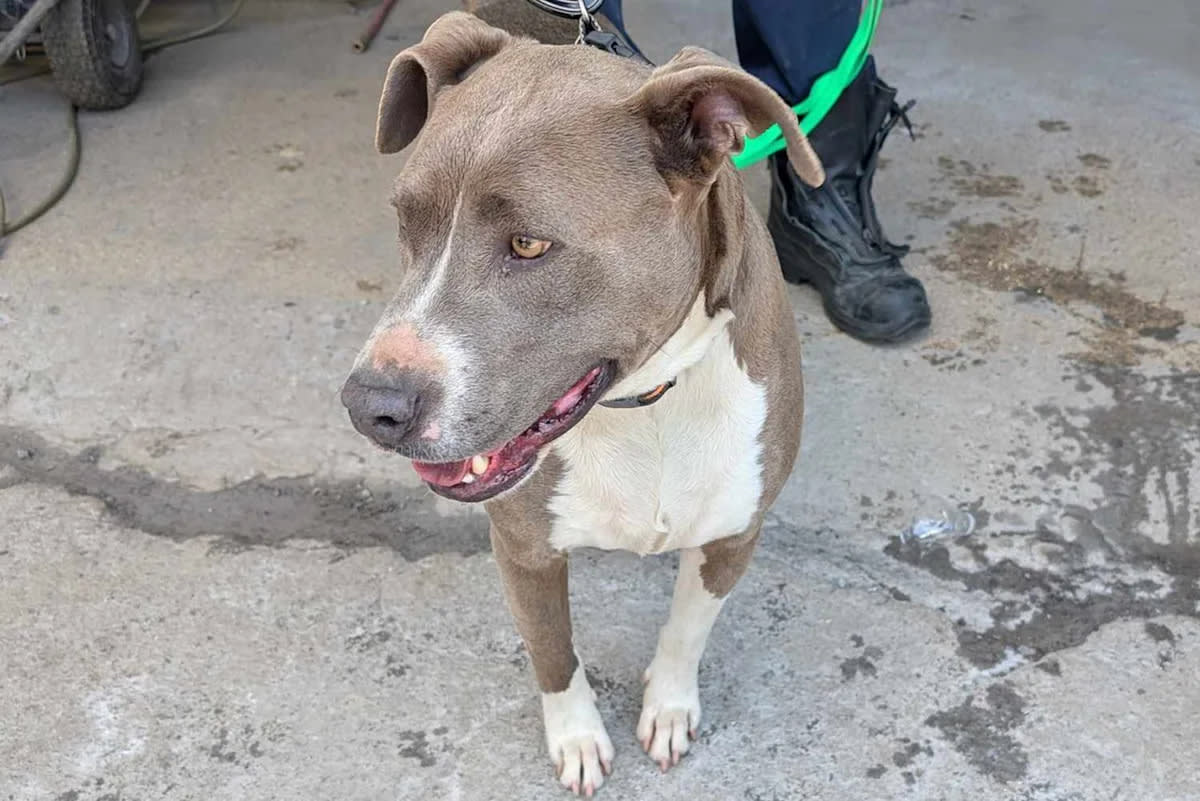 Nashville Firefighters Free Dog Trapped 2 Days Between Walls