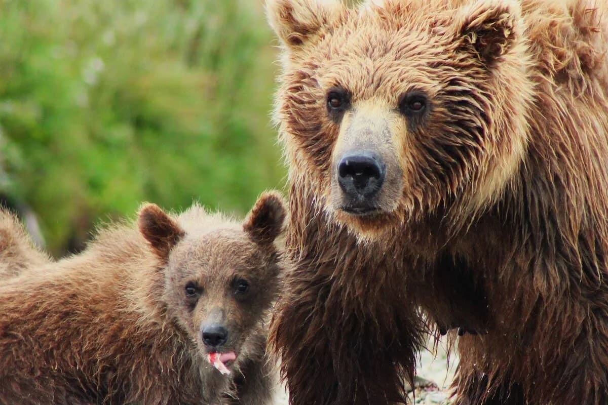 Relocated Grizzly Mama Thrives in Yellowstone With New Cubs