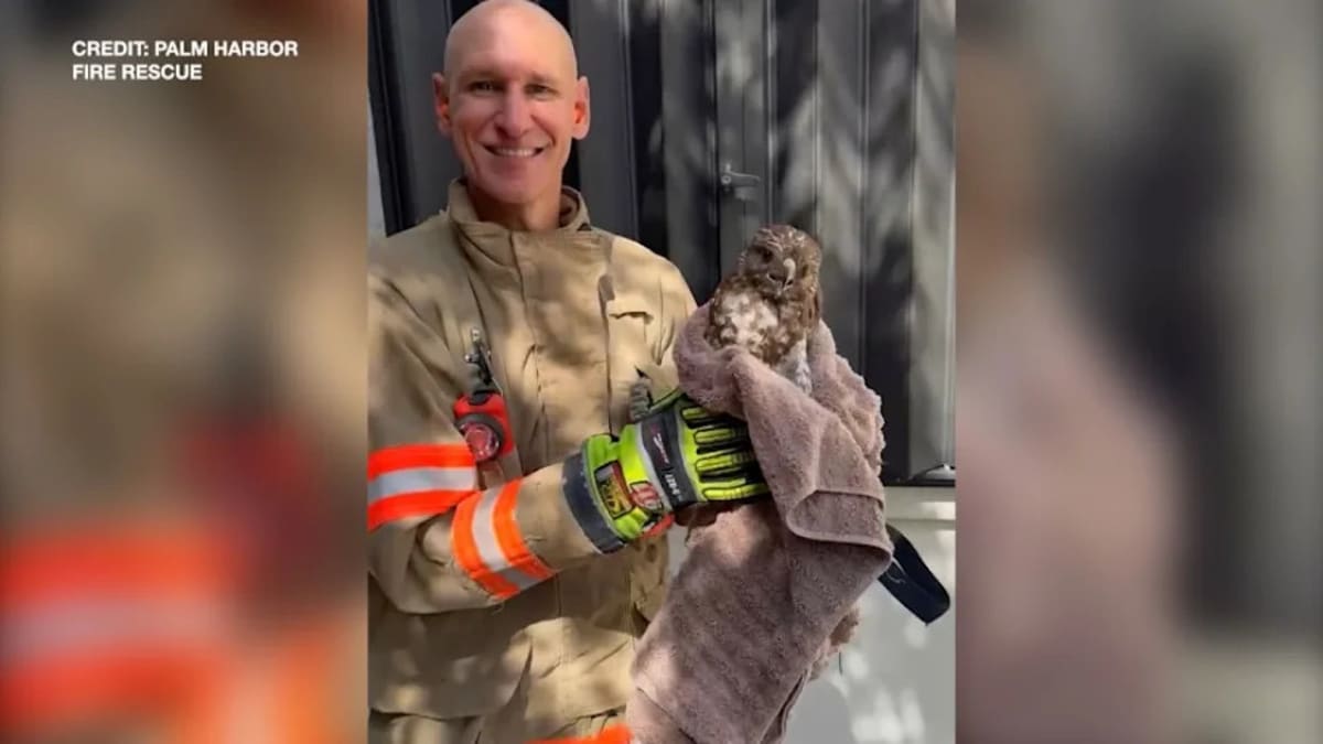 Florida Firefighters Rescue Injured Hawk in Palm Harbor - Image 3