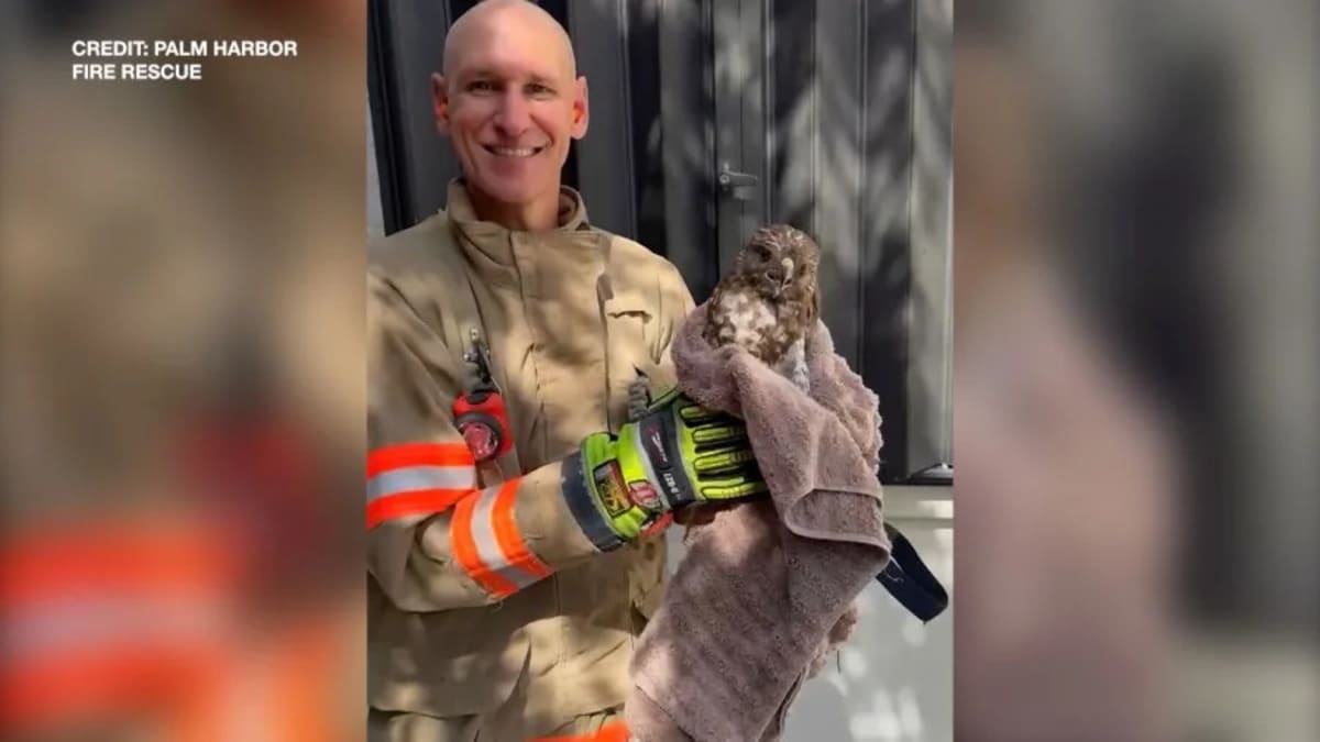 Florida Firefighters Rescue Injured Hawk in Palm Harbor