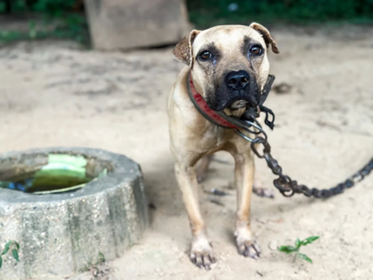 16 Animals Rescued from Mississippi Dogfighting Ring