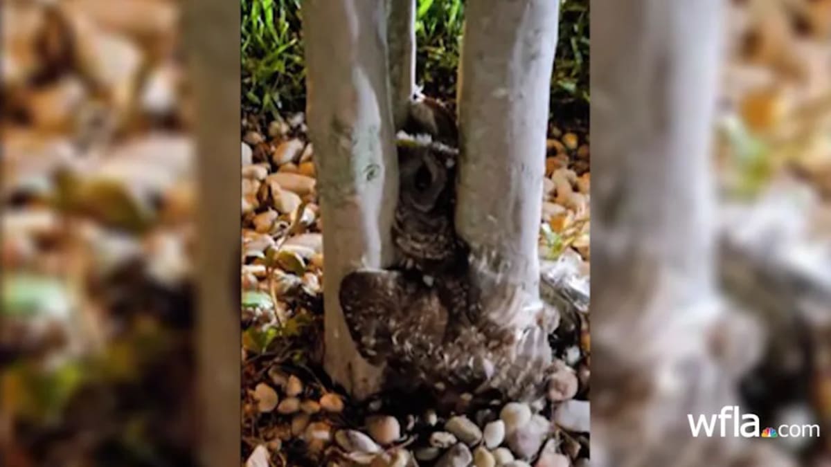 Florida Firefighters Free Owl Stuck Inside Tree - Image 3