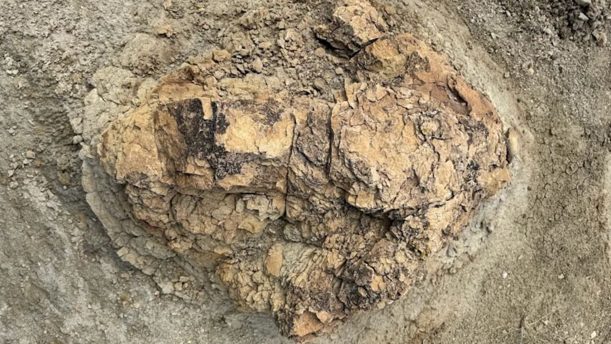 First Adult T. Rex Footprints Found in North Dakota - Image 2