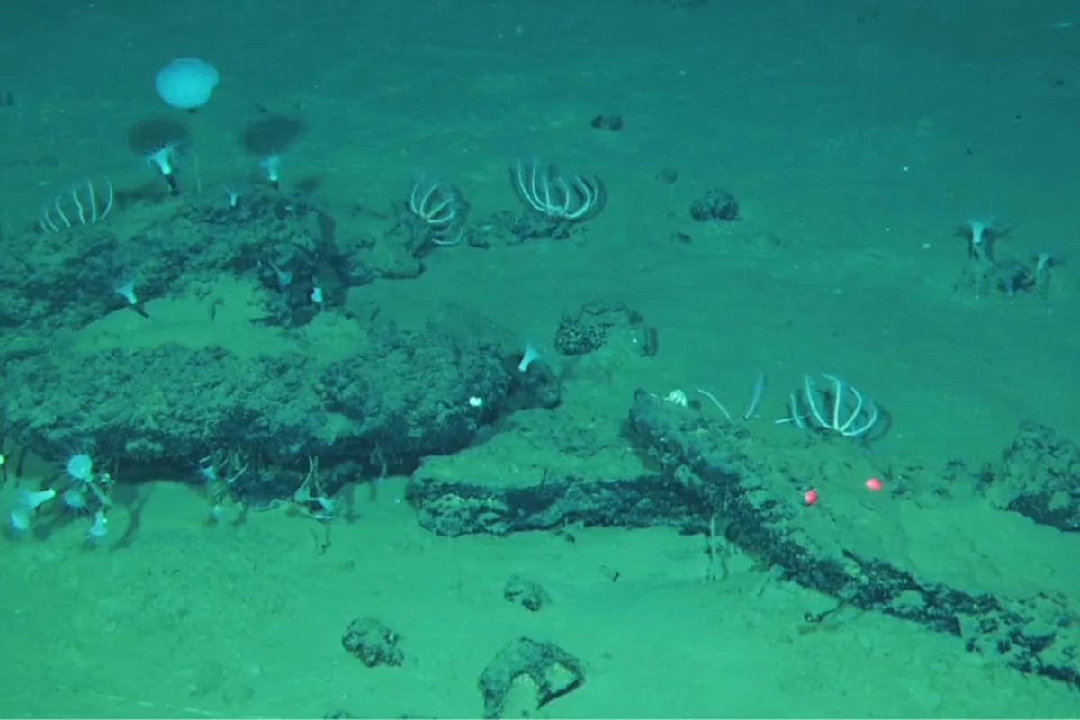 Ancient Whale Graveyard 23,000 Feet Deep Teems With Life - Image 4