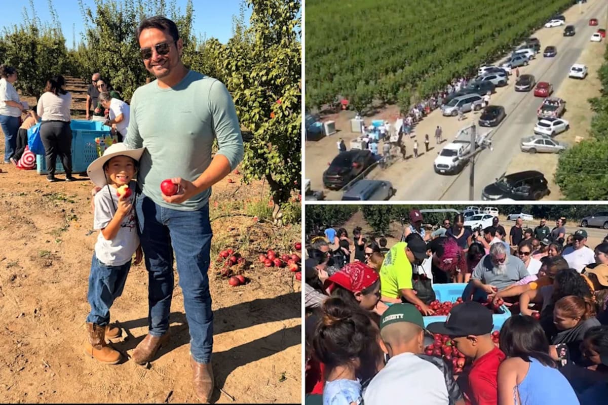 California Farmer Gives Away 125,000 Pounds of Nectarines - Image 2