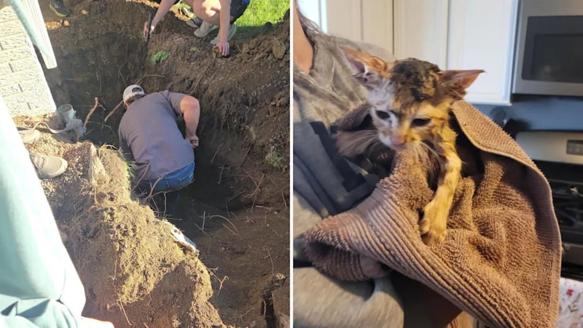 Iowa Neighbors Dig 6 Feet to Save Trapped Kitten - Image 2