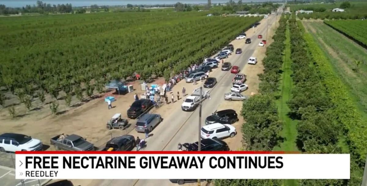 California Farmer Gives Away 125,000 Pounds of Nectarines - Image 4