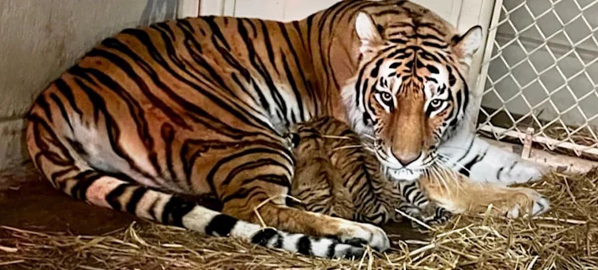 Louisville Zoo Welcomes 3 Endangered Tiger Cubs - Image 2