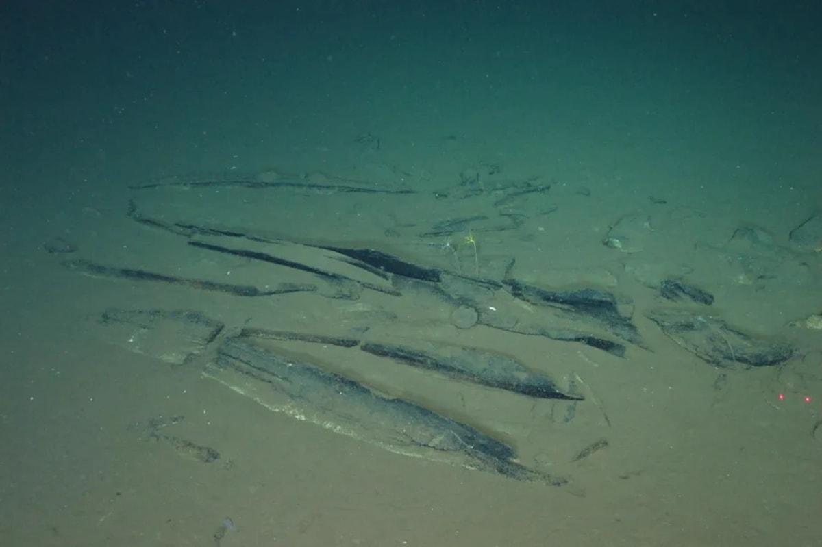 Ancient Whale Graveyard 23,000 Feet Deep Teems With Life - Image 3