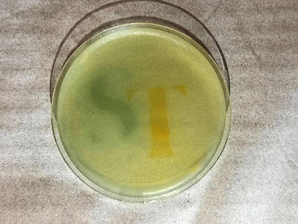 NUS Scientists Use Light Beams to Control Yeast Cells - Image 4