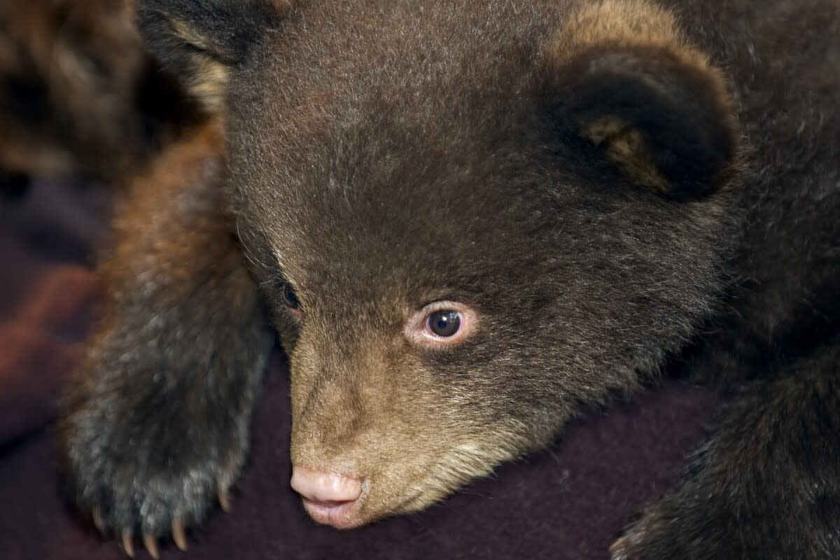 Campers Rescue Two Newborn Bear Cubs on Vancouver Island - Image 3