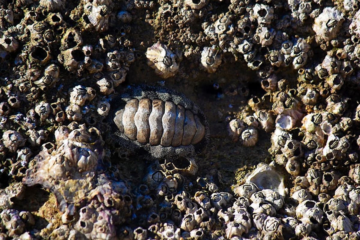 Korean Scientists Discover New Armored 'Living Fossil' Species - Image 3