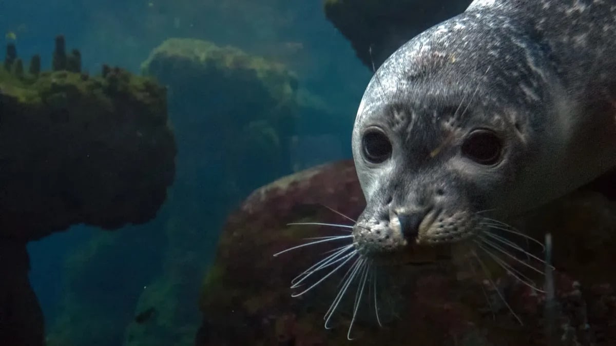 Seals in Greece Escape Tourists in Hidden Underwater Caves