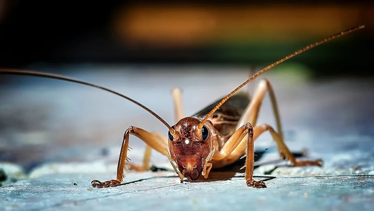 Crickets May Feel Pain, New Study Suggests