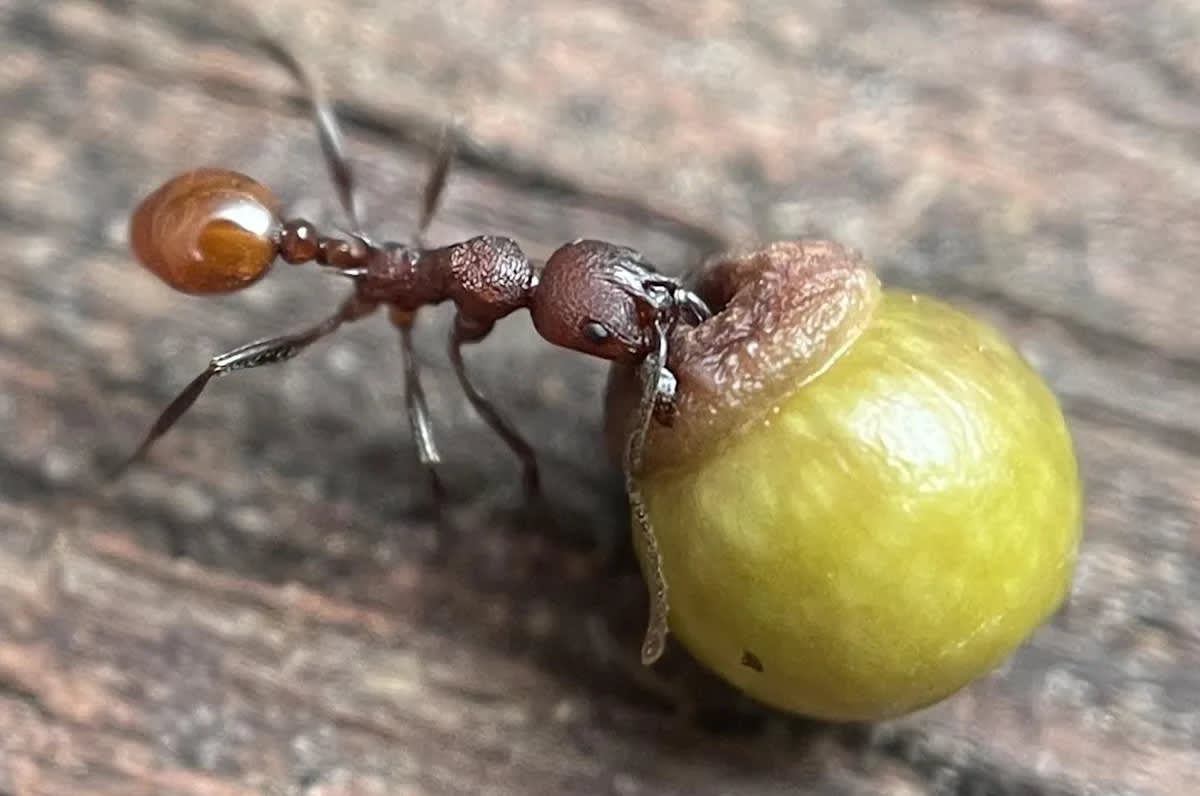 8-Year-Old's Backyard Find Rewrites Ant Science