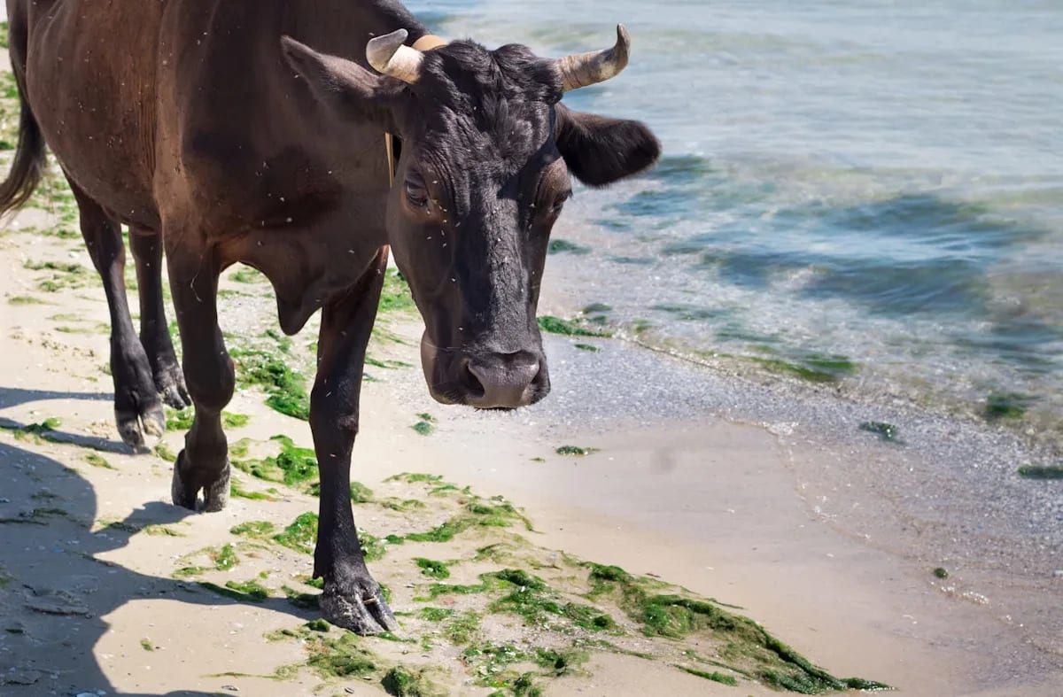 Cows Can Digest Seaweed, Opening New Path for Farmers