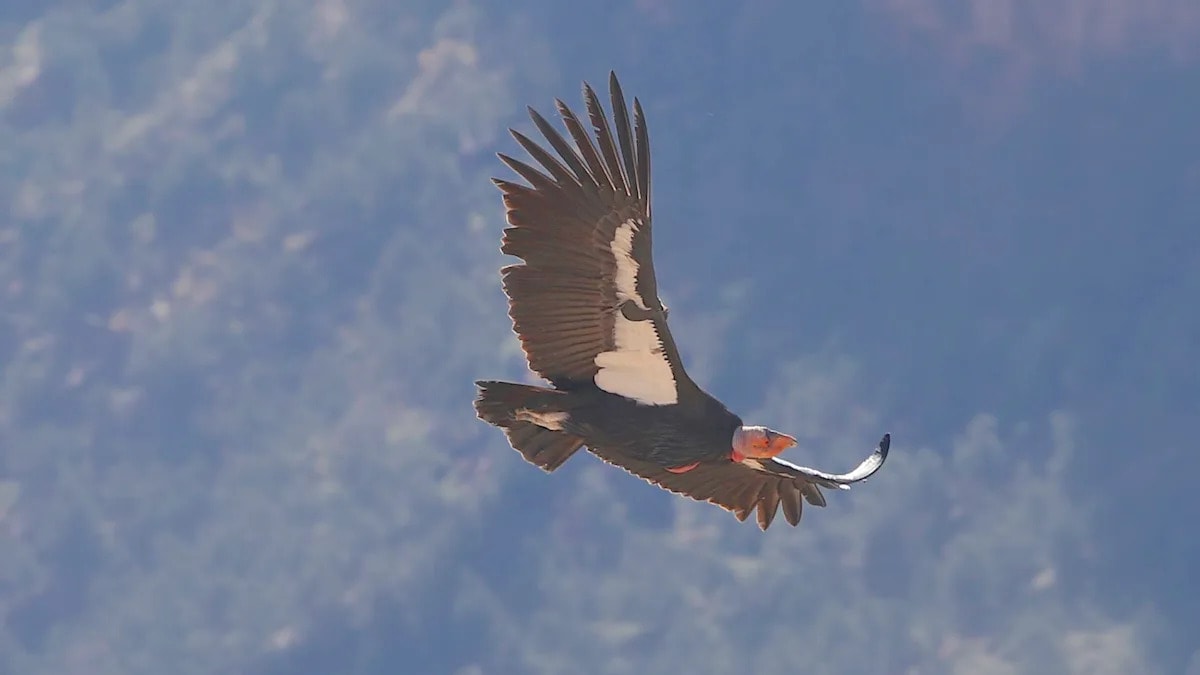 California condor with massive wingspan soaring over Northern California wilderness landscape