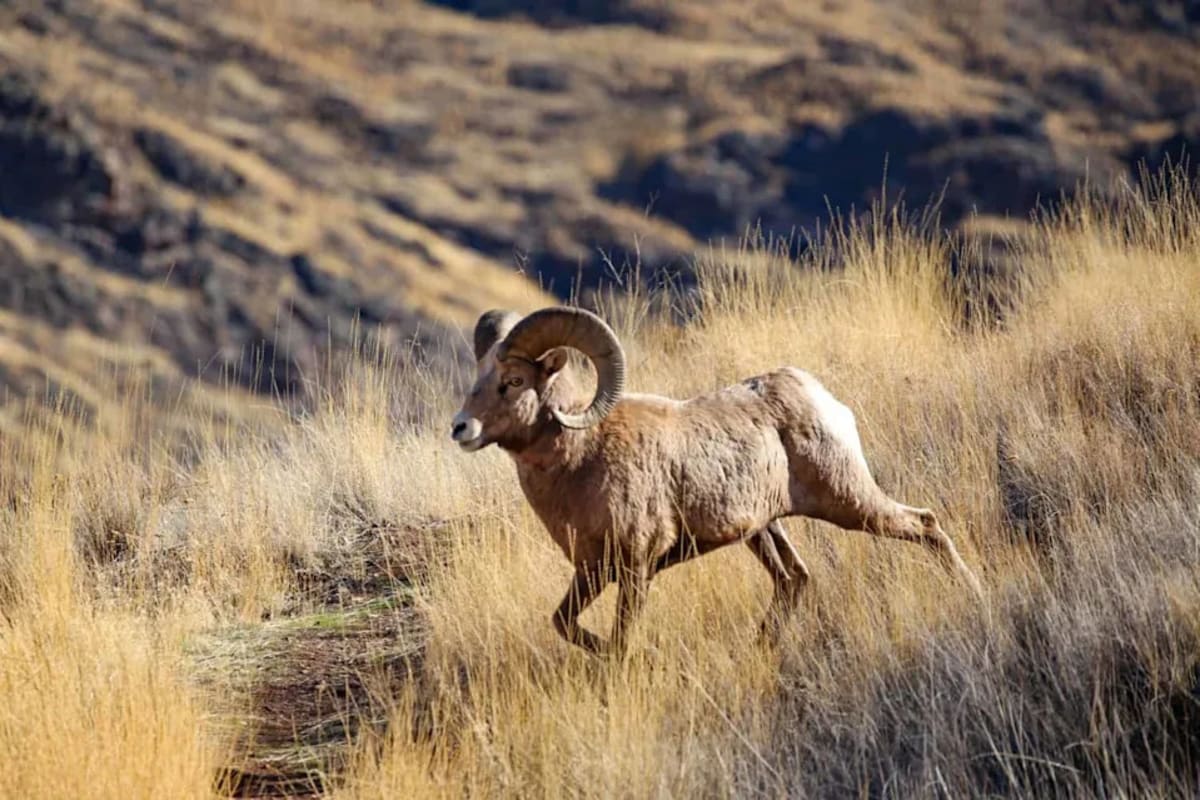 Oregon Adds $37M to Save 321 At-Risk Species - Image 4