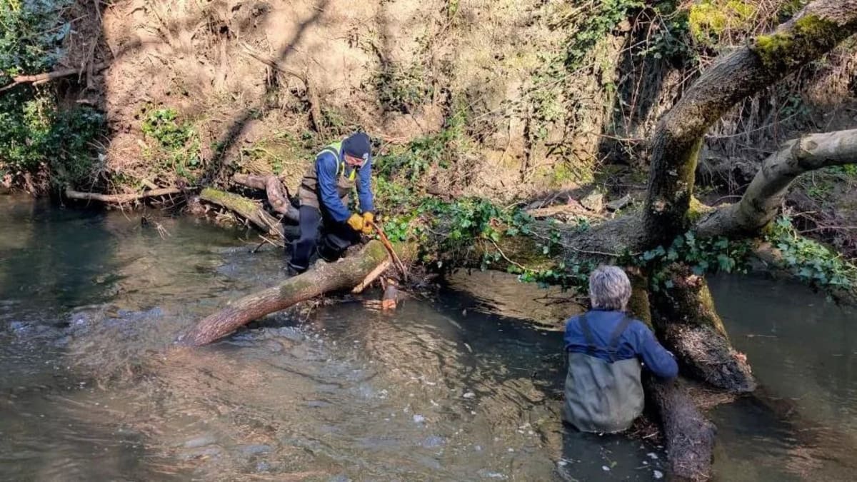 25 Years Later, Volunteers Transform Neglected Woodland - Image 4
