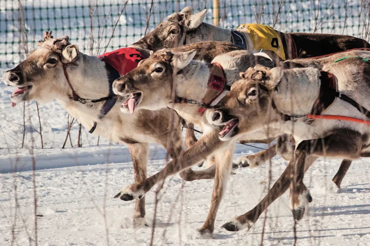 Finland's Frozen Lake Hosts Traditional Reindeer Racing - Image 3