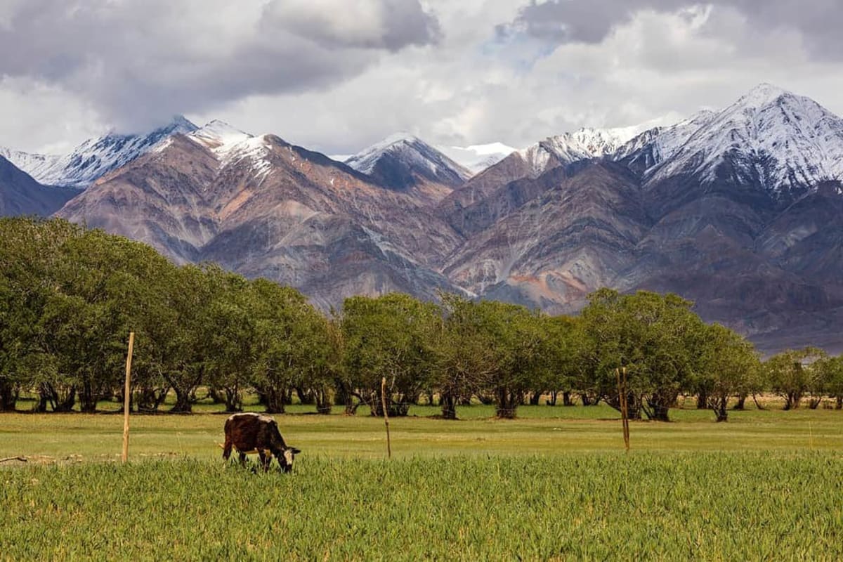 Massachusetts Zoo Saves Snow Leopards 4,000 Miles Away - Image 4