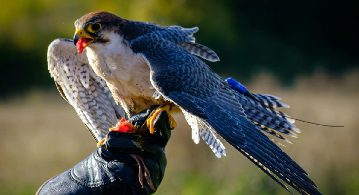 10 Species Brought Back From Near-Extinction - Image 5
