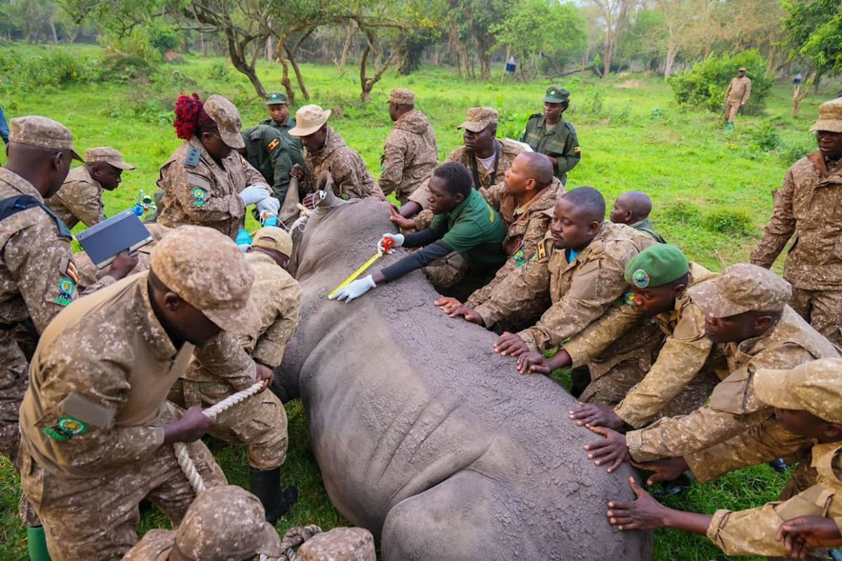 White Rhinos Return to Uganda After 43-Year Absence - Image 4