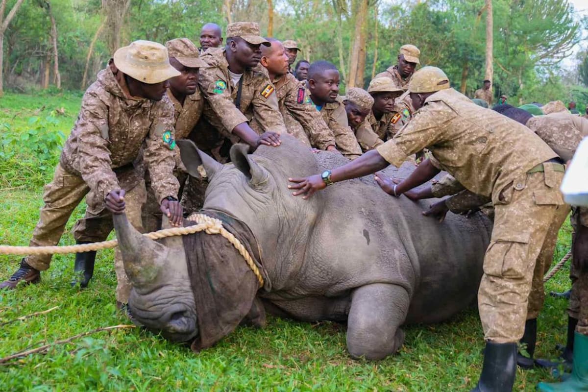 White Rhinos Return to Uganda After 43-Year Absence - Image 3