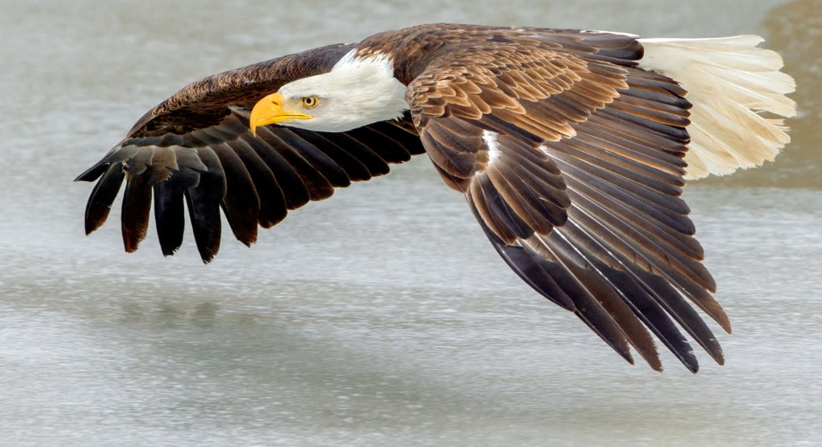 10 Species Brought Back From Near-Extinction - Image 3