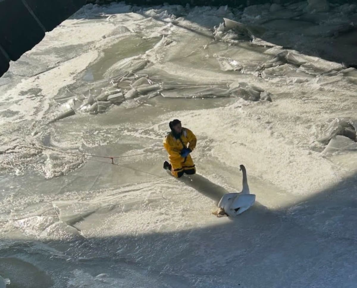 Firefighters Save Swan Frozen in Connecticut River - Image 4