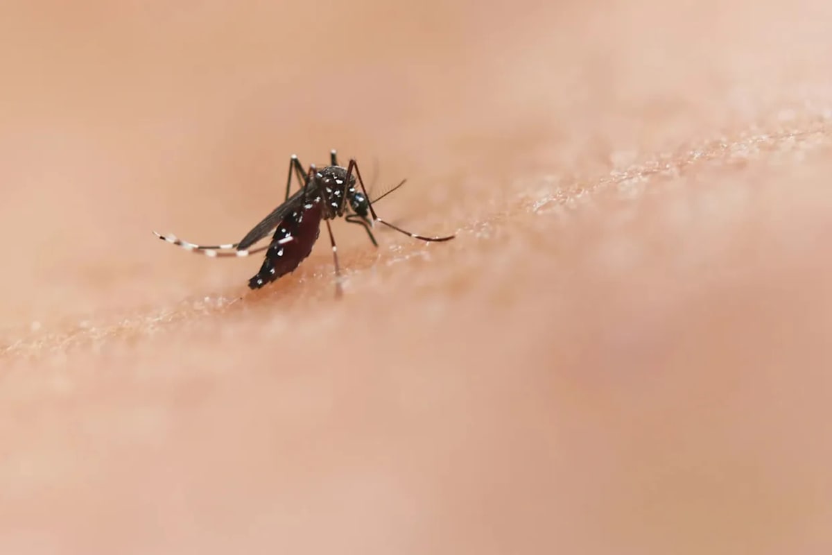 Google's 32M Mosquitoes Could Stop Disease in California - Image 2