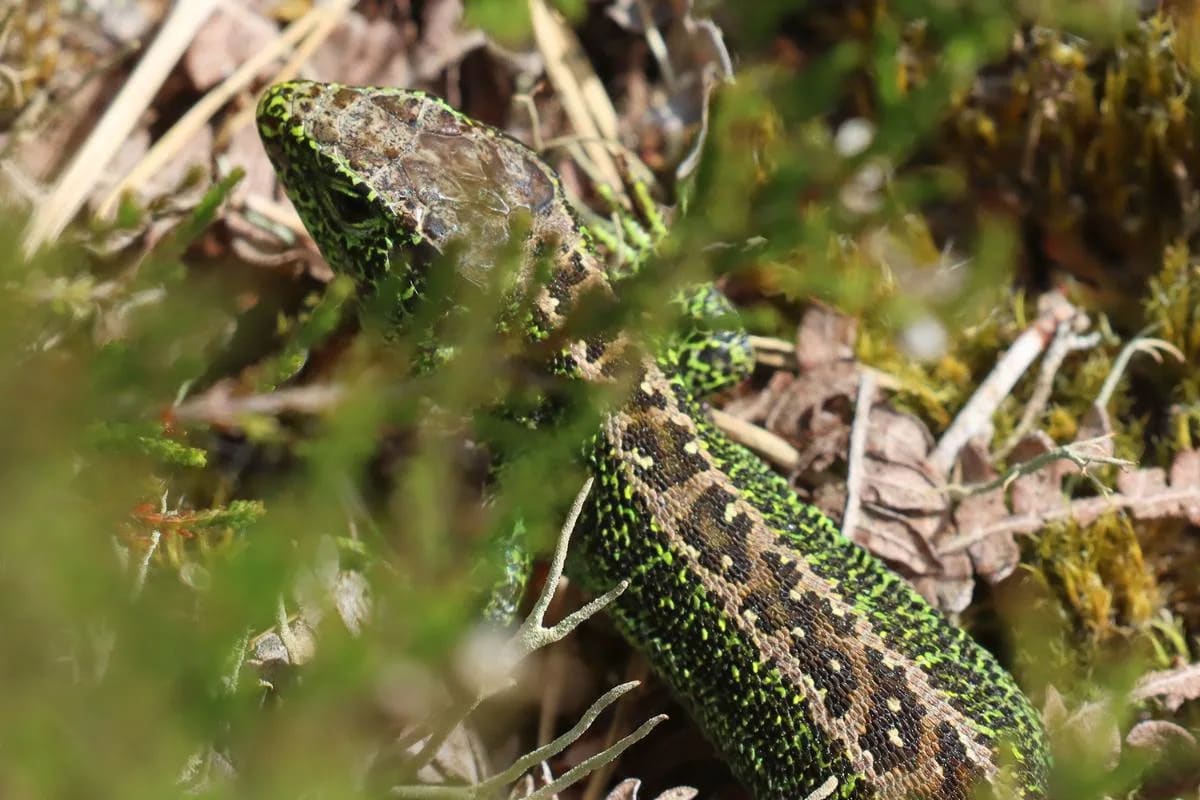 New Forest Project Records 1,100 Species Including Rare Lizards - Image 2