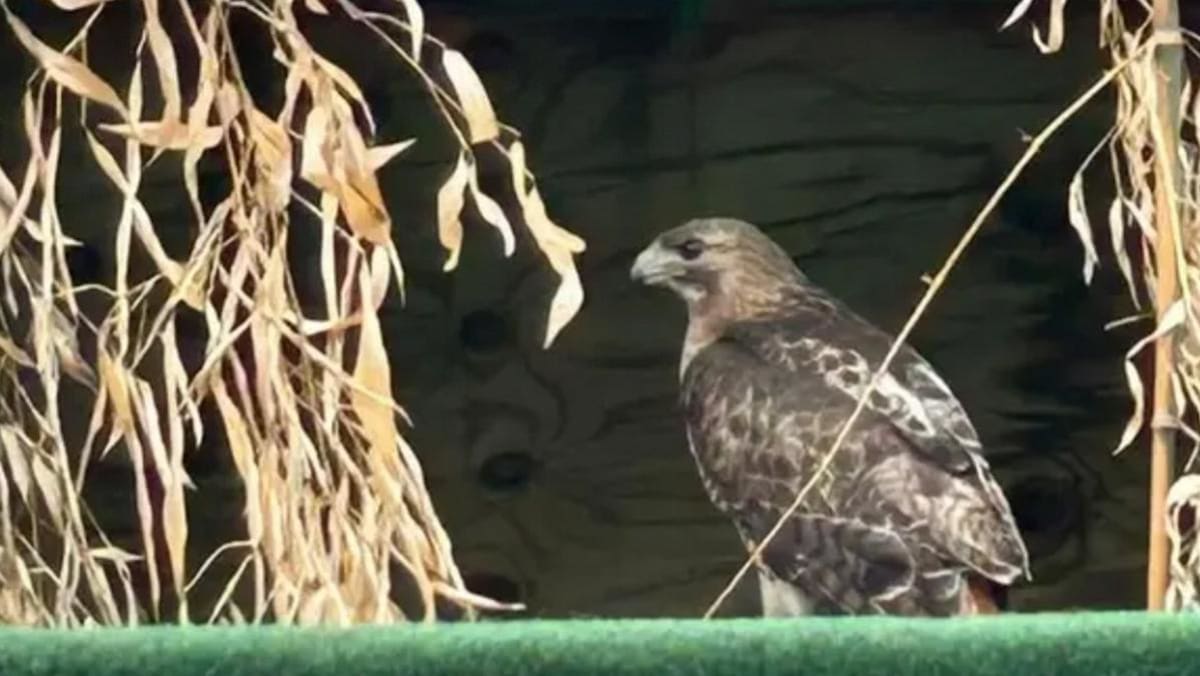 Red-tailed hawk resting during rehabilitation at Pennsylvania wildlife center after roadside rescue