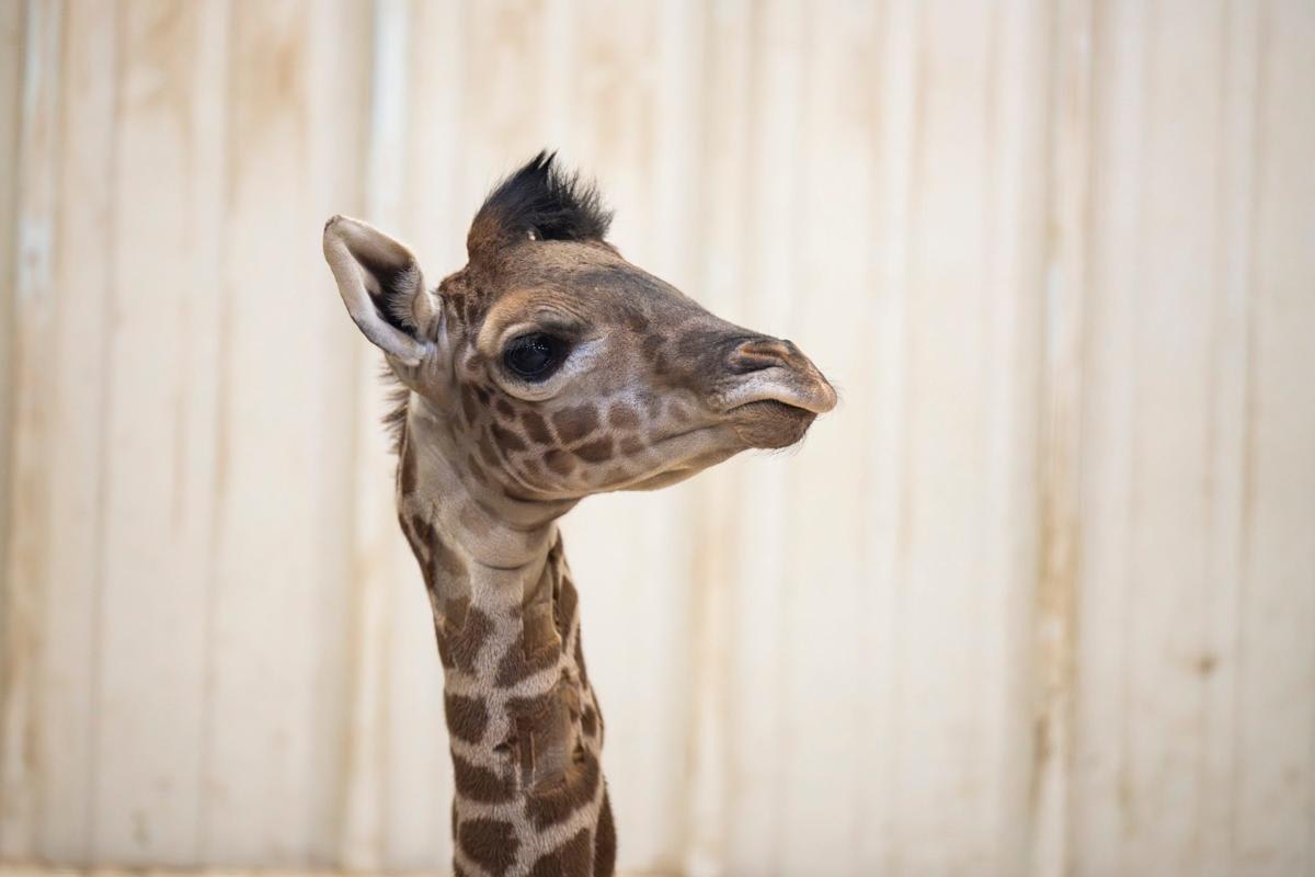 Columbus Zoo Births Endangered Masai Giraffe Calf