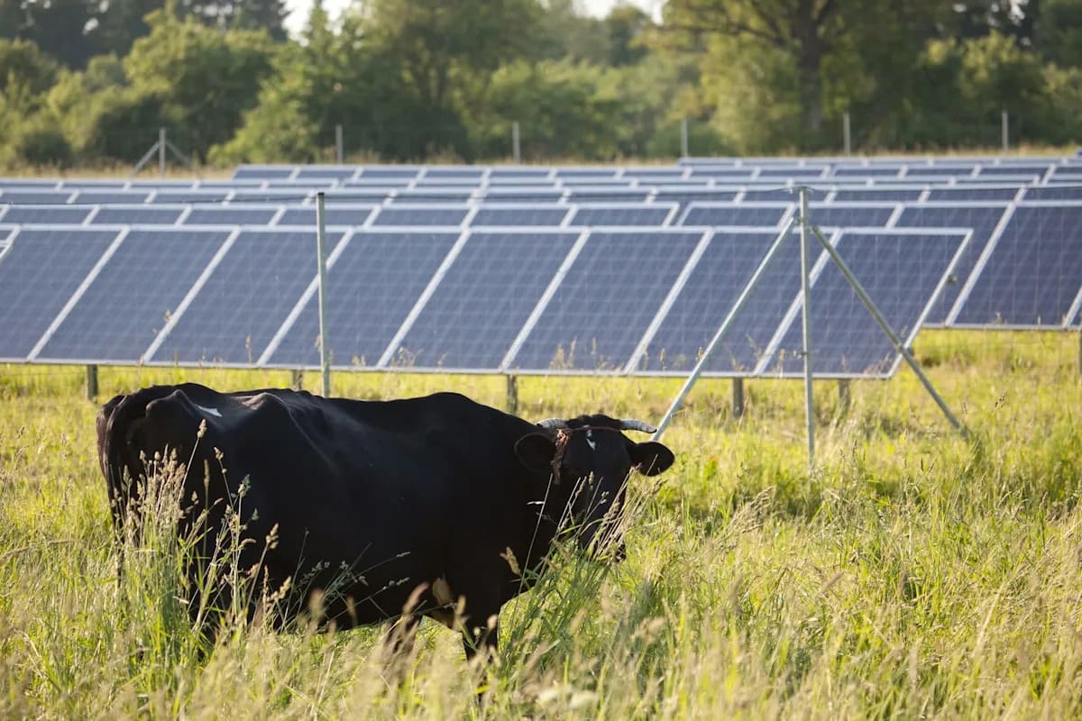 Cattle grazing beneath elevated solar panels on green pasture in Tennessee farmland